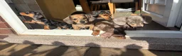 Miniature Dachshund dogs for sale: Miniature dachshund  in Warrington - Advert 5