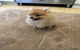 Pomeranian dogs for sale: ✨KC ready now last 3 girls  Pomeranian puppies in Wolverhampton - Image 2