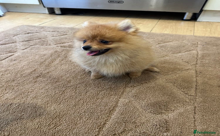 Pomeranian dogs in Wolverhampton - Advert 12