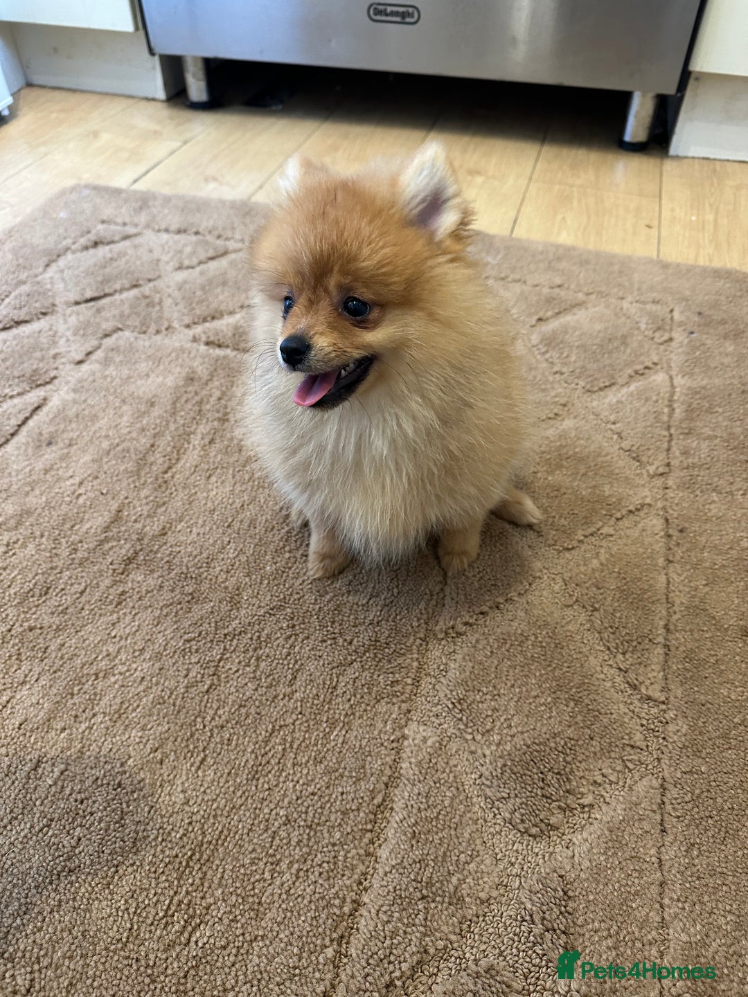Pomeranian dogs for sale: ✨KC ready now last 3 girls  Pomeranian puppies in Wolverhampton - Image 2
