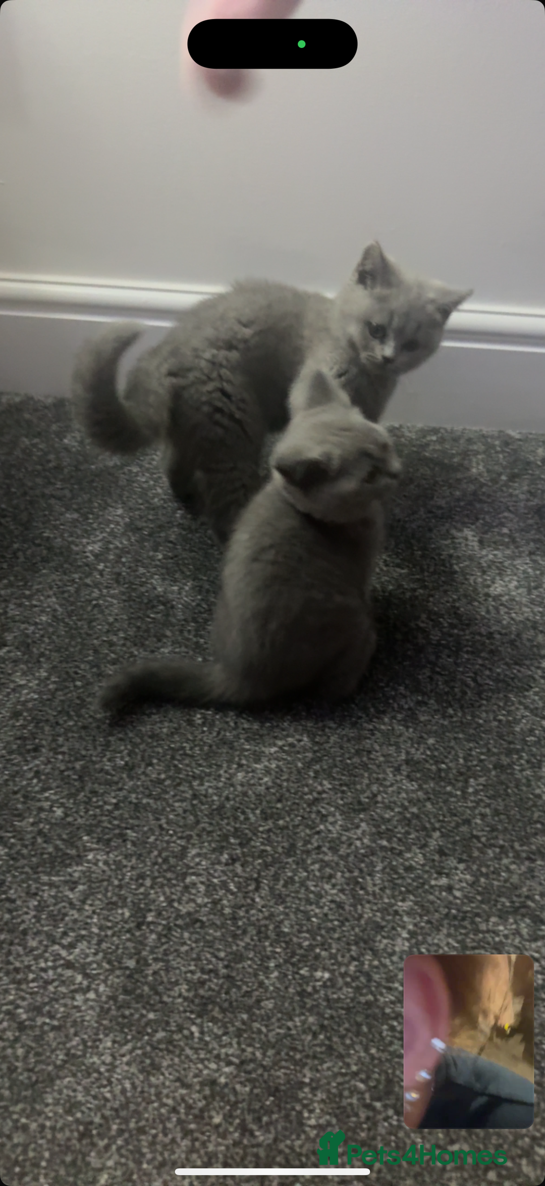 British Shorthair cats for sale: 2 beautiful girls British blue  - Advert 4