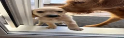 Mixed Breed dogs for sale: ONLY 2 LEFT Double Doodle Puppies (Cockadoodles) - Advert 11