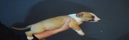 Bull Terrier dogs for sale: Quality Bull Terrier Puppies - Advert 8