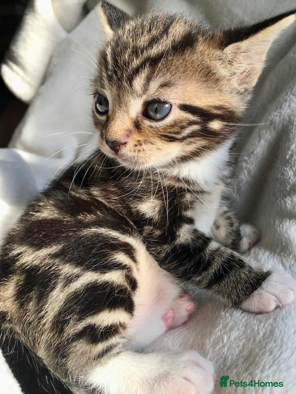 Bengal cats Stunning Bengal X With Beautiful Markings - Advert 2
