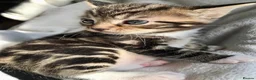 Bengal cats for sale: Stunning Bengal X With Beautiful Markings - Advert 3