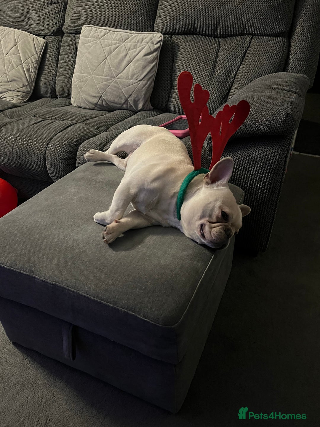 French Bulldog dogs for stud: French bulldog for STUD - Advert 4