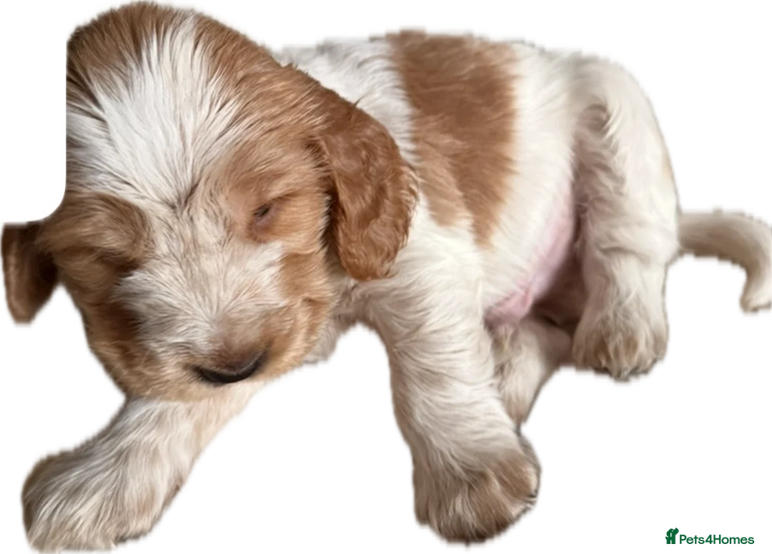 Cocker Spaniel dogs for sale: 5 Stunning Show Cocker Spaniel Pups  - Advert 14