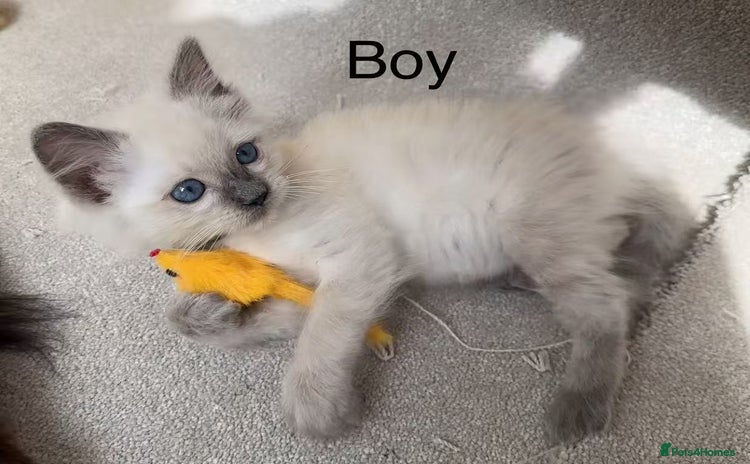 Ragdoll cats - Advert 1