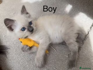 Ragdoll cats - Advert 29