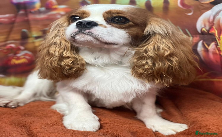 Cavalier King Charles Spaniel dogs in Eastbourne - Advert 9