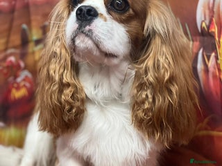 Cavalier King Charles Spaniel dogs in Eastbourne - Advert 32