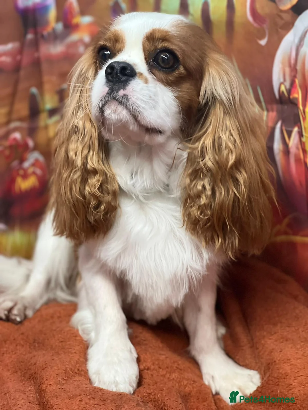 Cavalier King Charles Spaniel dogs for stud: KC Reg Cavalier King Charles Spaniel for Stud in Eastbourne - Advert 6