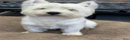 West Highland Terrier dogs for sale: KC registered Westie male pup for sale - Advert 5