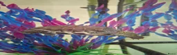 Turtle reptiles for sale: Reeves turtle with full set up - Advert 8