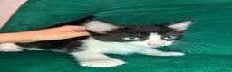 Mixed Breed cats for sale: 3 Beautiful Kittens For Sale in Nottingham - Advert 2