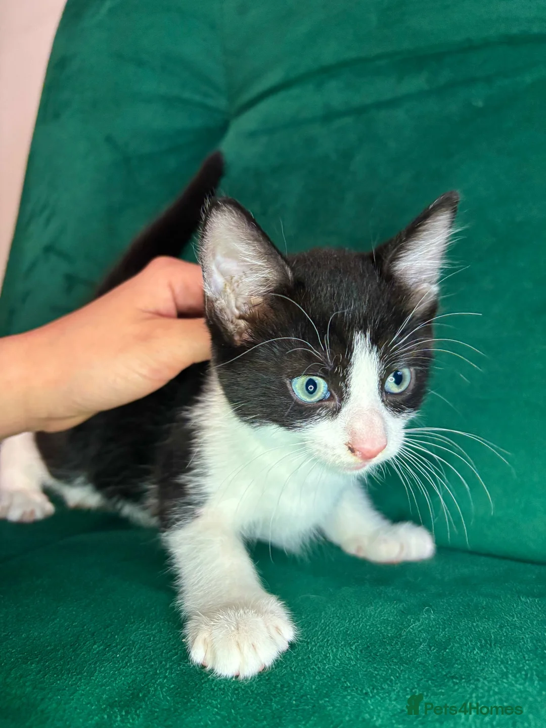 Mixed Breed cats for sale: 3 Beautiful Kittens For Sale in Nottingham - Advert 2