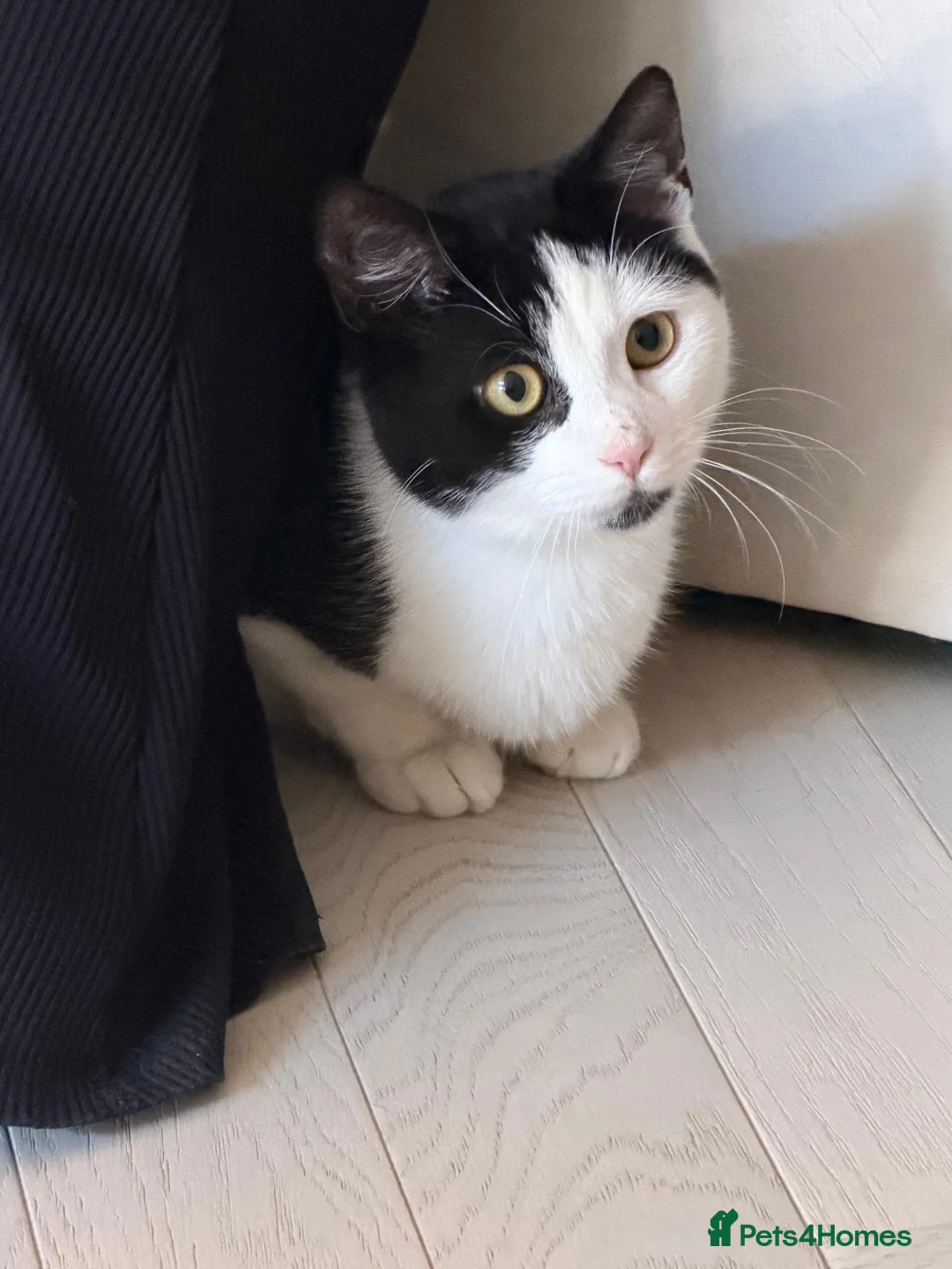 Domestic Shorthair cats for adoption: Chotu - Adopt from Cats in Crisis East Ldn - Advert 1