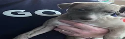 Whippet dogs for sale: whippet pups in Tredegar - Advert 8