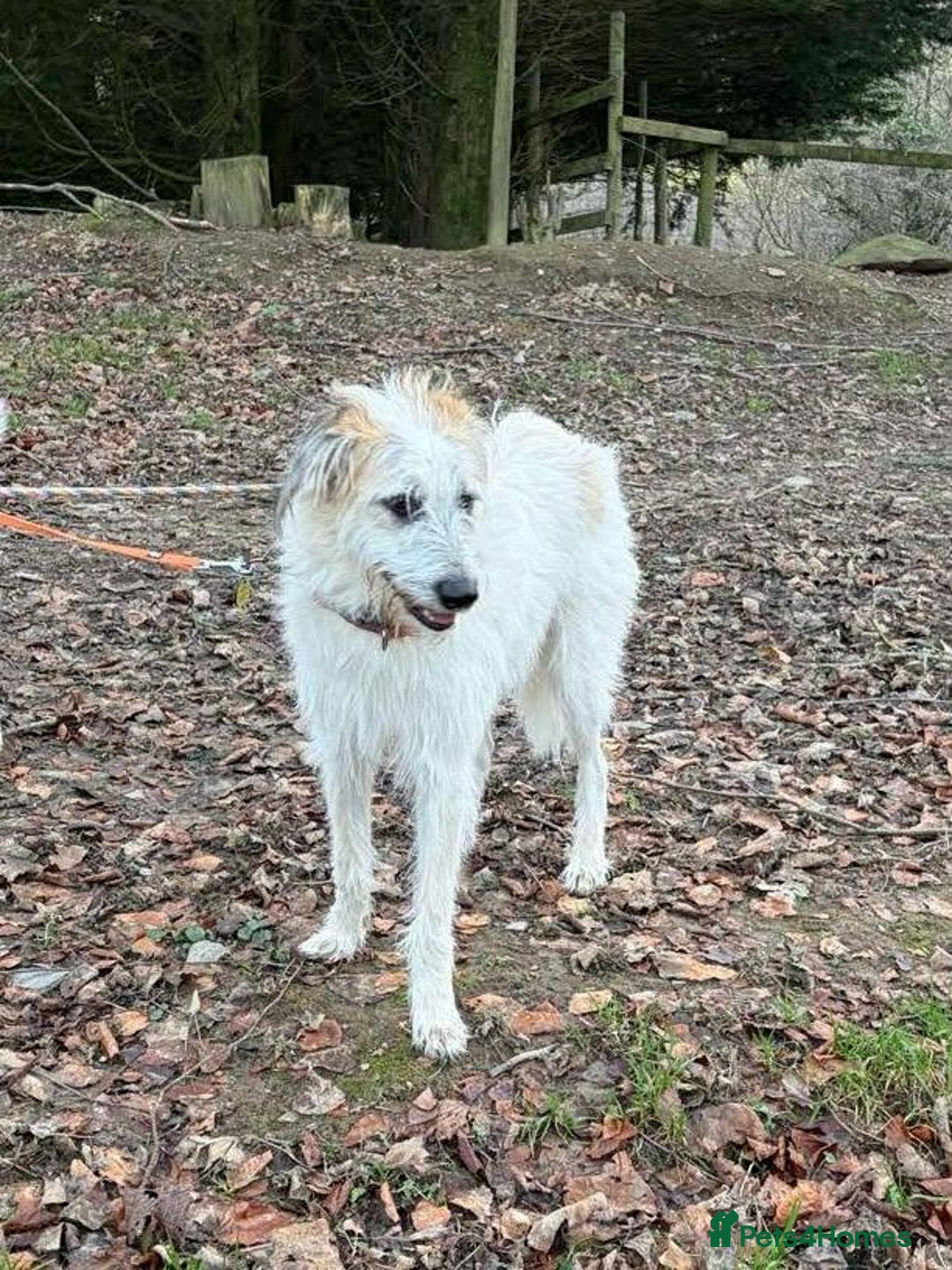 Mixed Breed dogs for adoption: KALLIE-16months, loves dogs/playful/active/rural - Advert 15