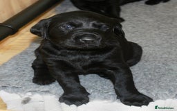 Labrador Retriever dogs for sale: FTCH SIRED LABRADOR PUPS - Image 11