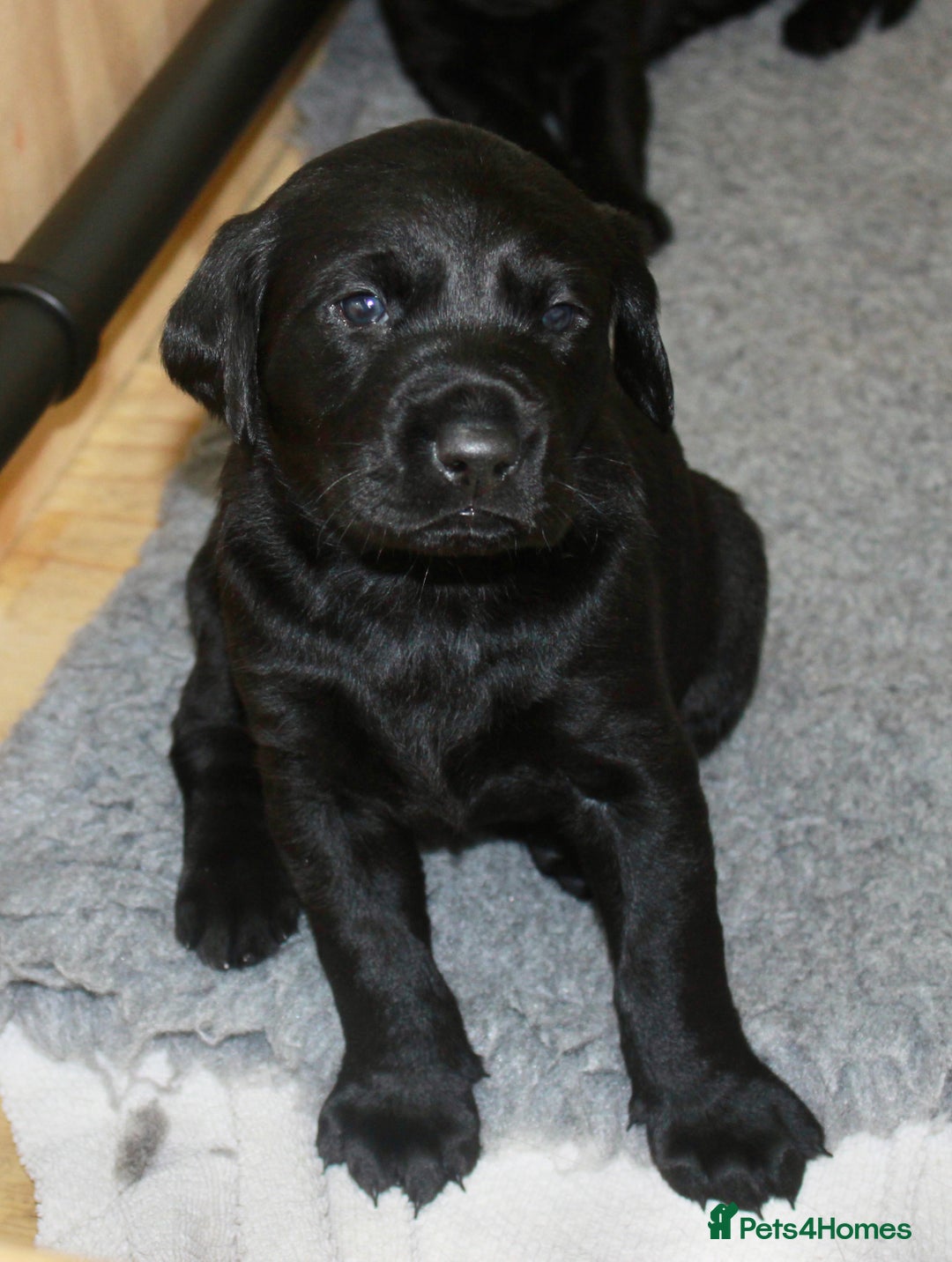 Labrador Retriever dogs for sale: FTCH SIRED LABRADOR PUPS - Image 11