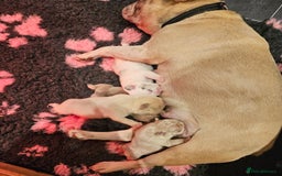 French Bulldog dogs for sale: Blue Fawn French Bulldog Puppy Girl - Advert 10