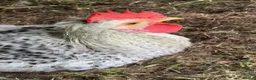 Chickens poultry for sale: Cream legbar rooster - Advert 4