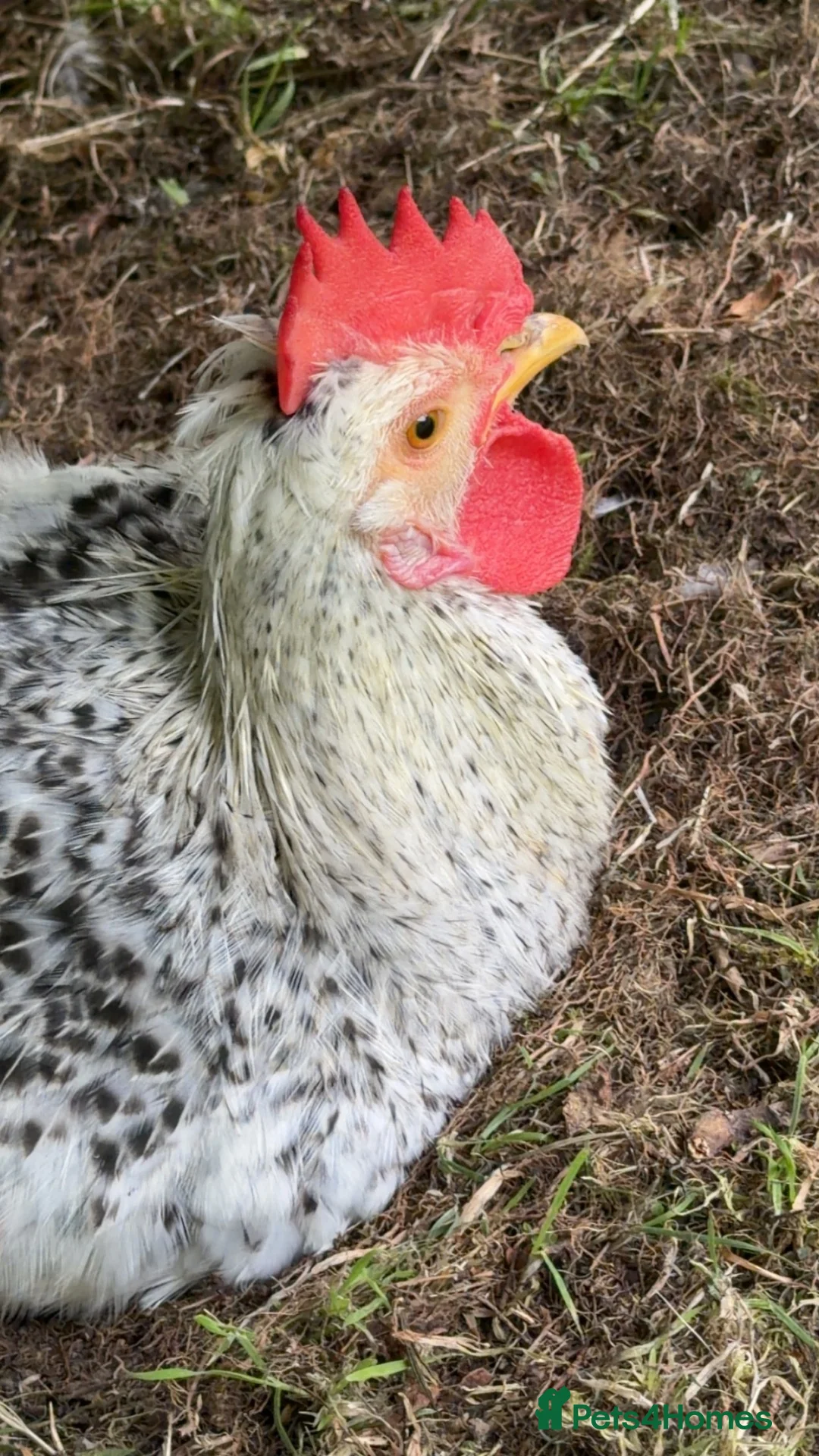 Chickens poultry for sale: Cream legbar rooster - Advert 4