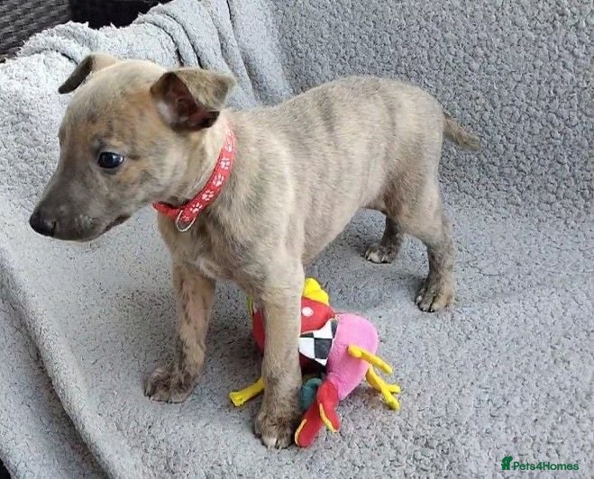 Whippet dogs KC Reg - Blue Brindle whippets - Advert 3