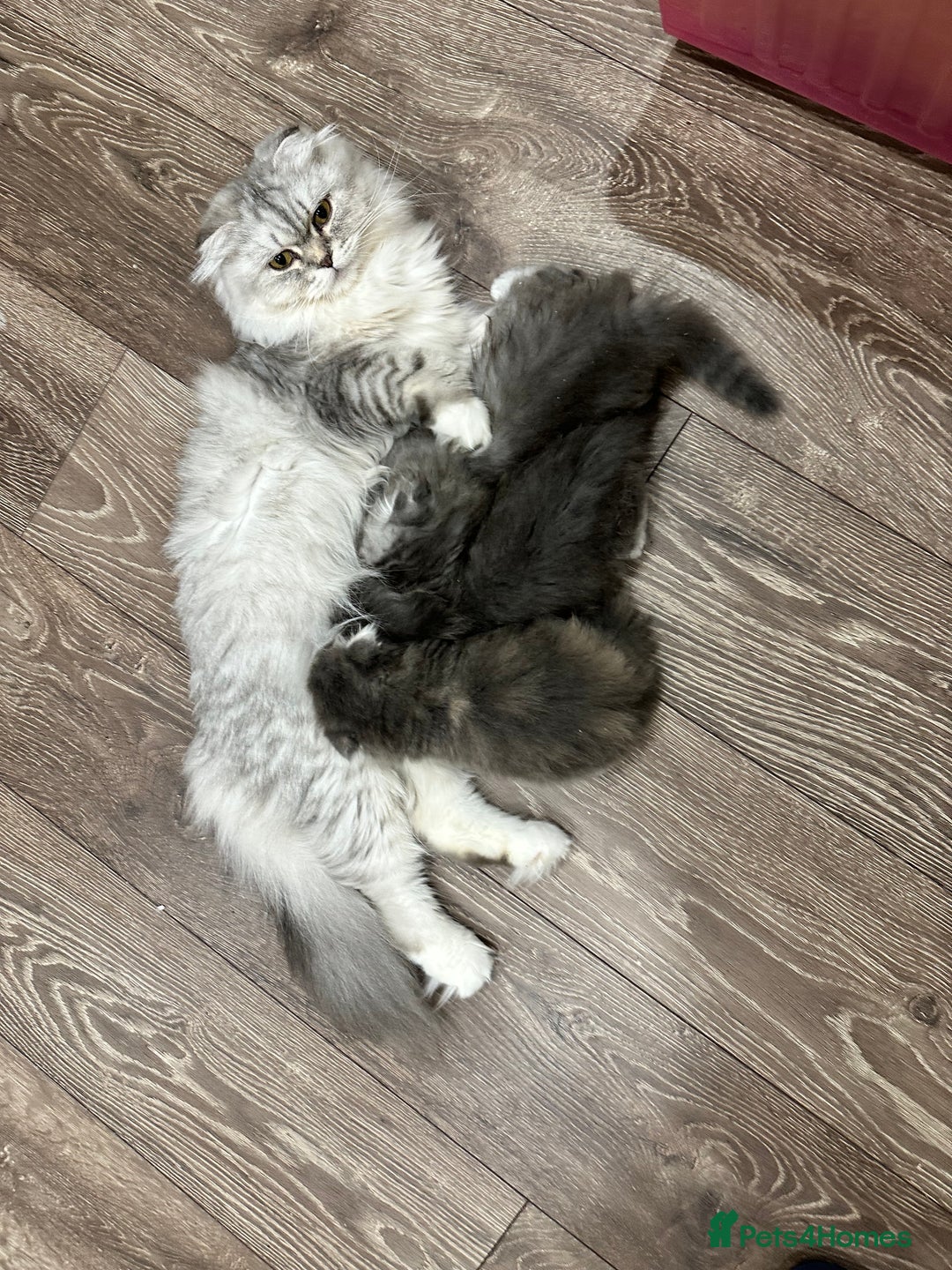 Scottish Fold cats for sale: Stunningly beautiful Scottish Fold x Ragdoll  - Image 37