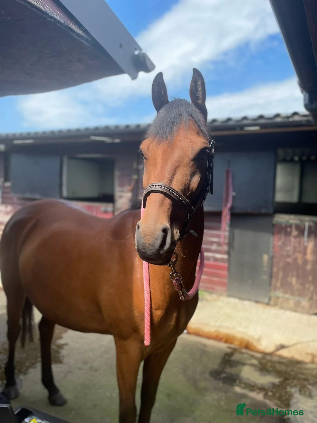Other Breed horses for sale: Forsale in Stoke-on-Trent - Advert 2