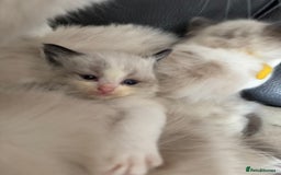 Ragdoll cats for sale: Our little snow babies ragdoll kittens  - Image 36
