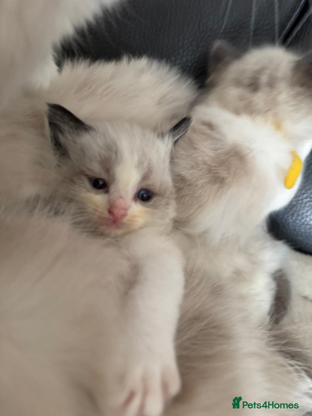 Ragdoll cats for sale: Our little snow babies ragdoll kittens  - Image 36