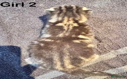 Mixed Breed cats for sale: Stunning  unique kittens  - Image 18