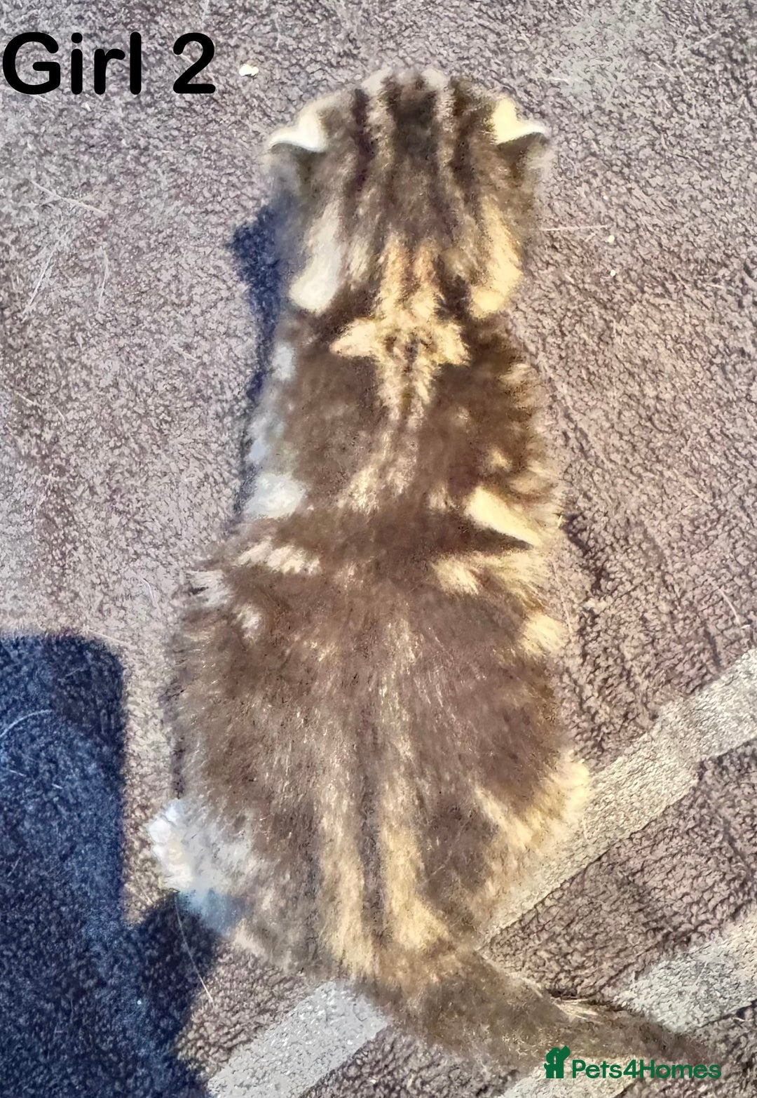 Mixed Breed cats for sale: Stunning  unique kittens  - Image 18