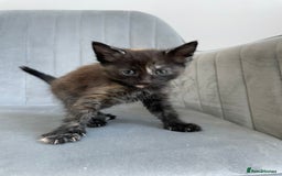 Mixed Breed cats for sale: Adorable kittens  - Image 12