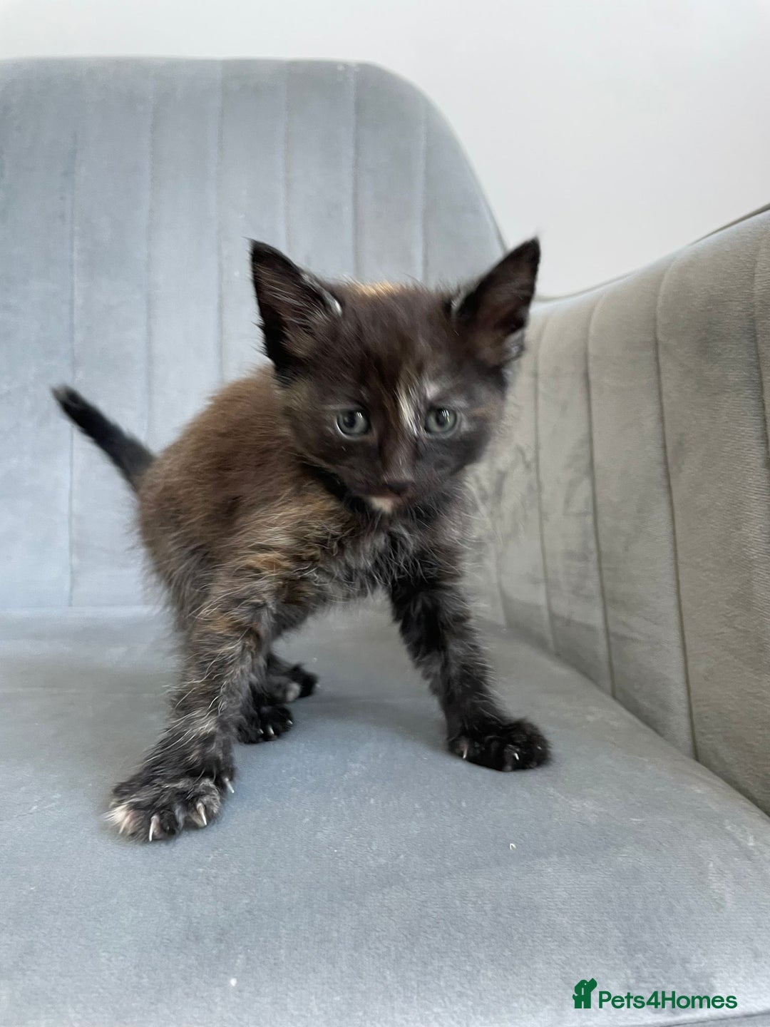 Mixed Breed cats for sale: Adorable kittens  - Image 12