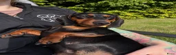 Miniature Dachshund dogs for sale: Very sweet mini Dachshund girl in Carluke - Advert 1