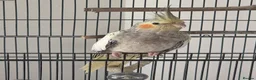 Cockatiels birds for sale: 2 cockateils for sale  in Basingstoke - Advert 4
