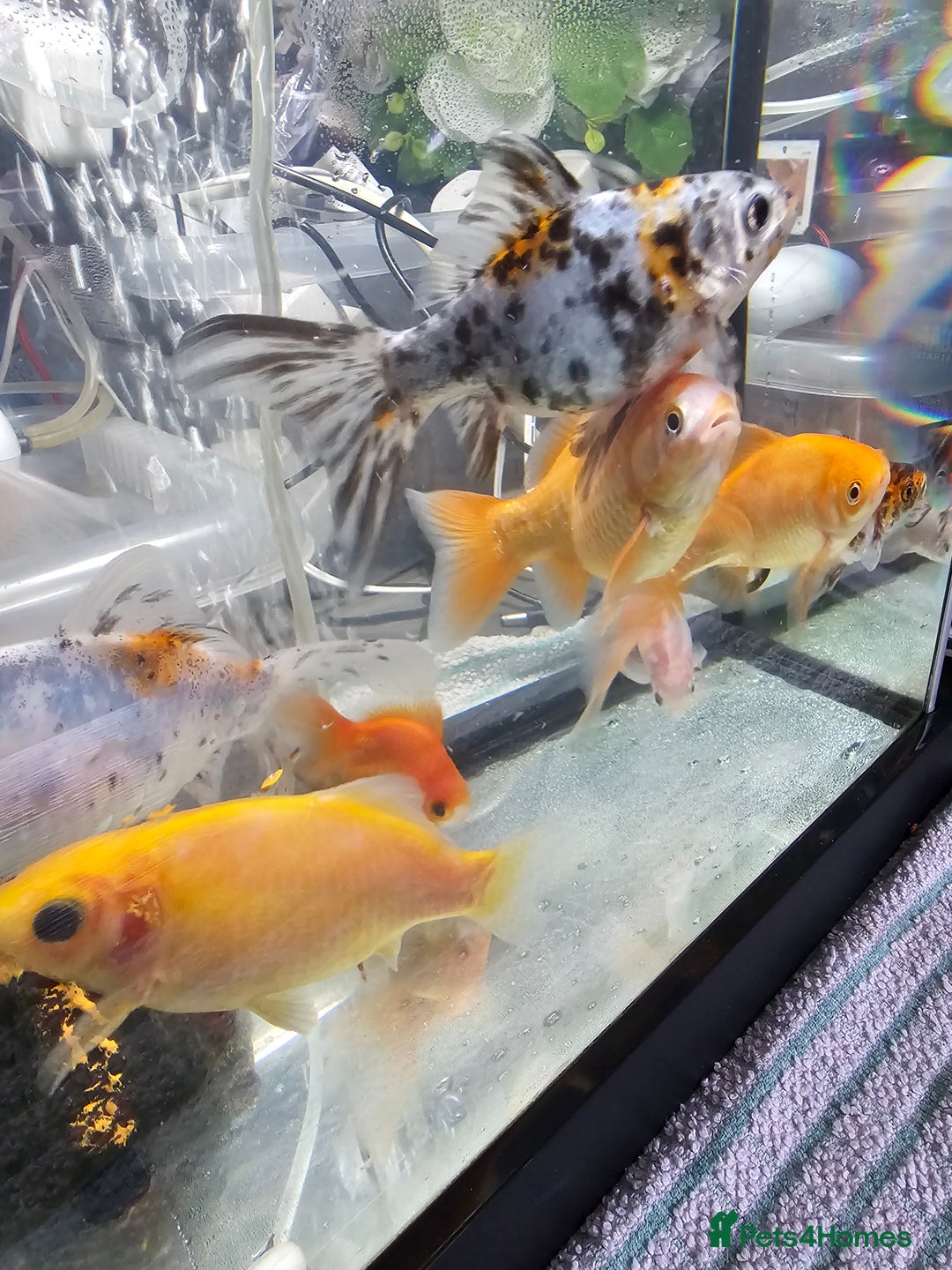 Goldfish fish for sale: Gold fish With tank - Image 5