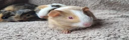 Guinea Pig rodents for sale: Adorable baby guineas - Advert 6