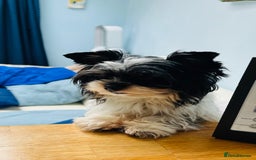 Biewer Terrier dogs for sale: Biewer Yorkshire Terrier - Image 15