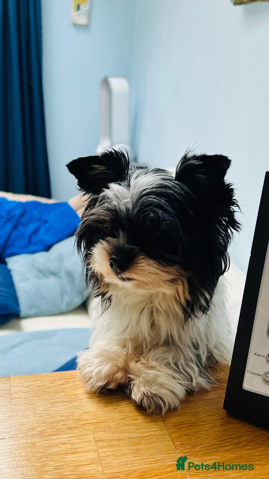Biewer Terrier dogs for sale: Biewer Yorkshire Terrier - Image 15