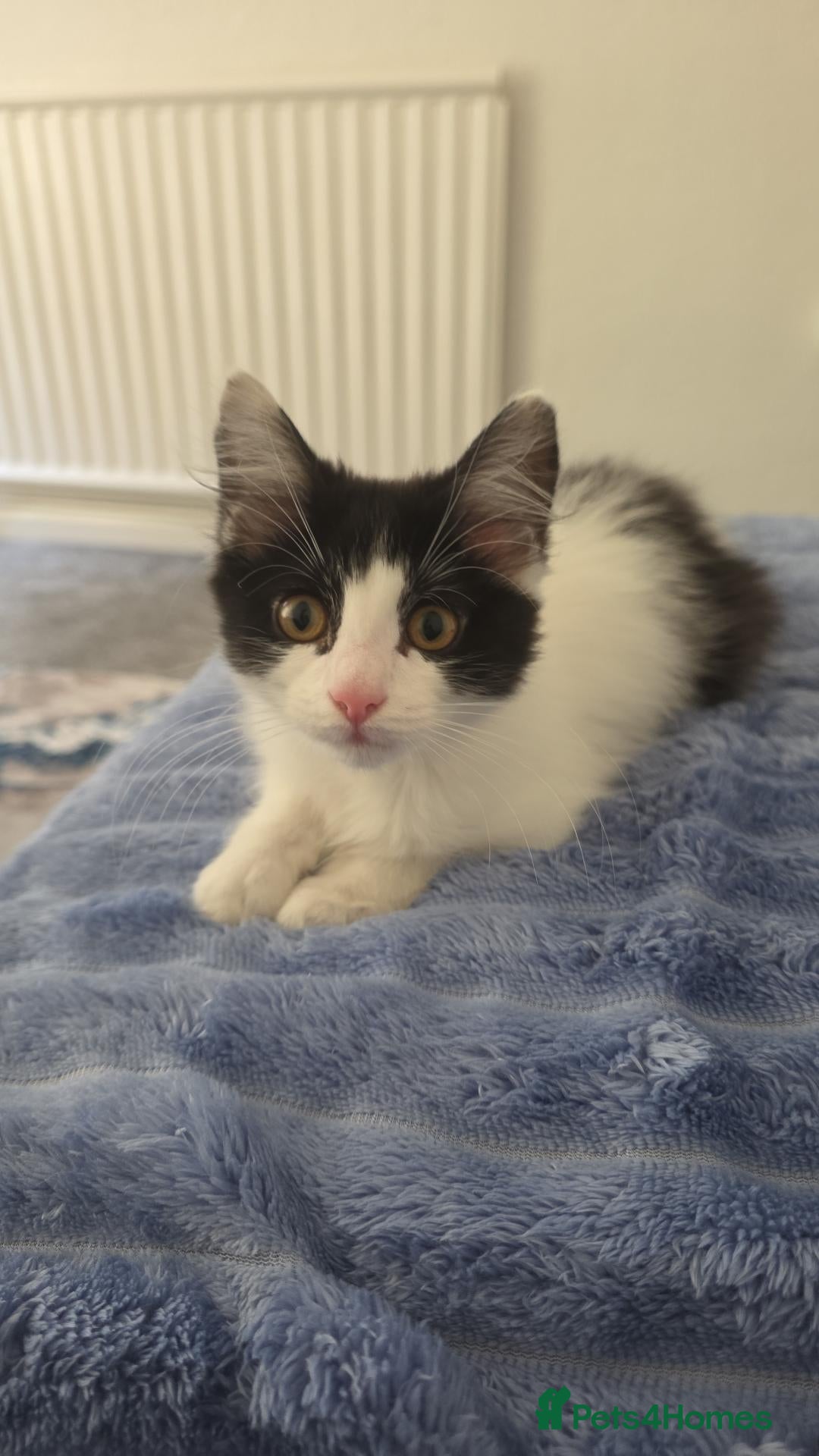 Mixed Breed cats Black and white female kitten - Advert 5