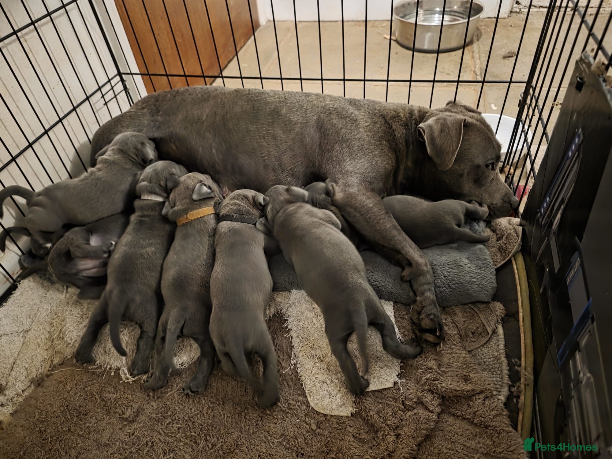 Staffordshire Bull Terrier dogs Beautiful pure bred blue staffies  - Advert 2