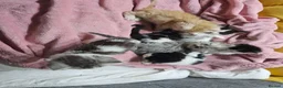 Mixed Breed cats for sale: 2 different litters, tiny kittens  - Advert 15