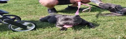 Staffordshire Bull Terrier dogs for sale: Staffordshire bull terriers - Advert 6