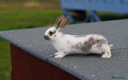 Continental Giant rabbits for sale: Continental Giants  - Image 3