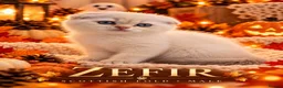 Scottish Fold cats for sale: Beautiful Scottish Boys Looking for Loving Homes - Advert 9