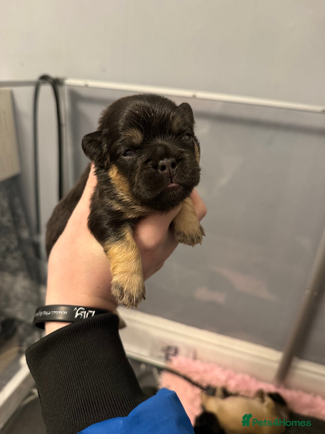 French Bulldog dogs for sale: Visual Fluffy French Bulldog Puppys - Advert 8